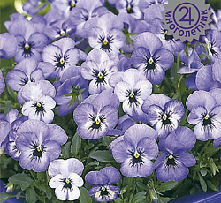 Фиалка рогатая Флорал Пауэр Скай Блю Блотч