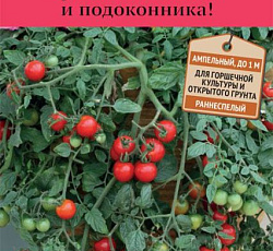 Томат Рябиновые бусы
