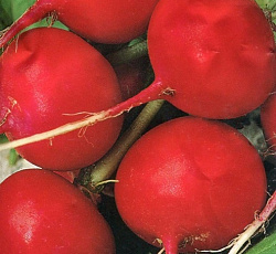 Редис Корунд