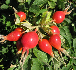 Шиповник - Витаминный ВНИВИ