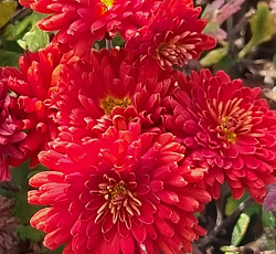 Хризантема (корейская) - Мазурка