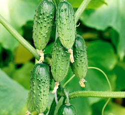 Огурец Веселая компания F1