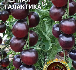 Томат Черная галактика