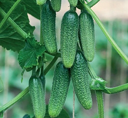 Огурец Детки на ветке F1