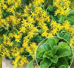 Очиток (Седум) сельского Спирит