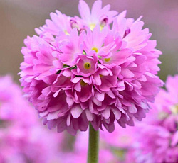 Примула (мелкозубчатая) - Пинк