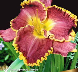 Лилейник (гибридный) - Дарья (Люкс)