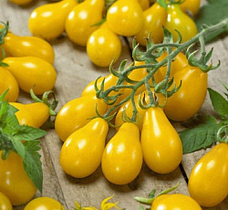 Томат Медовая капля