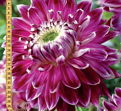 Георгина (декоративная) - Ванкувер