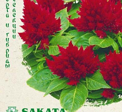 Целозия перистая Кимоно Ред