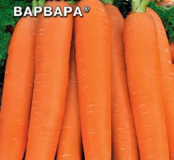 Морковь Варвара