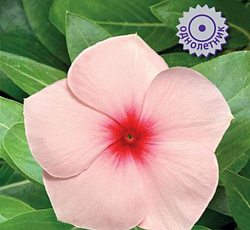 Катарантус Пацифика Эприкот