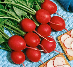 Редис Чемпион