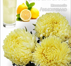 Астра китайская Хризантелла Лимончелло