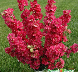 Дельфиниум Красный гигант Русский размер