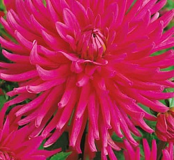 Георгина (полукактусовая) - Пепл Джем