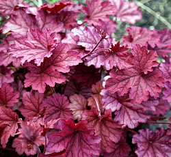 Гейхера (гибридная) - Берри Смути (Люкс)