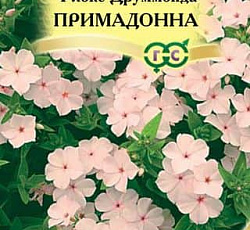 Флокс Друммонда Примадонна (элитный/махровый)