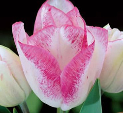 Тюльпан (Многоцветковый) - Клауд Найн