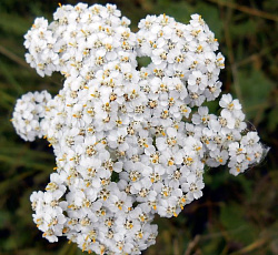 Тысячелистник обыкновенный Васюринский