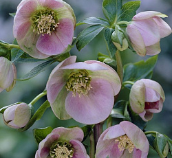 Морозник (восточный) - Баллард Гибридс (Люкс)