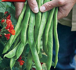 Фасоль лимская Красноцветущая