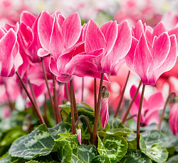 Цикламен Персидский Хельга