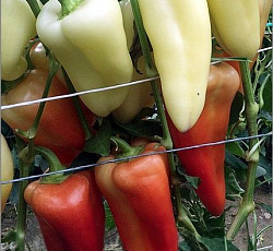 Перец сладкий Белоснежка