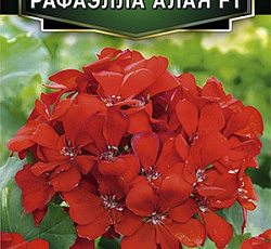 Пеларгония зональная Рафаэлла F1 алая