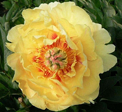 Пион (ИТО-гибрид) - Гарден Треже (Люкс)