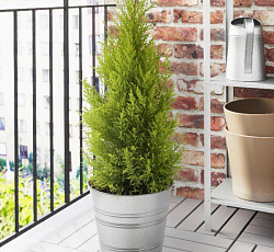 Кипарис вечнозеленый Аполлон