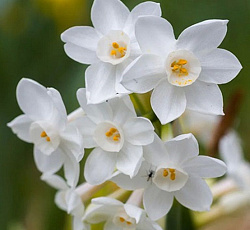 Нарцисс (Тацеттовидный) - Пейпервайт