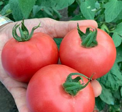 Томат Тирас F1