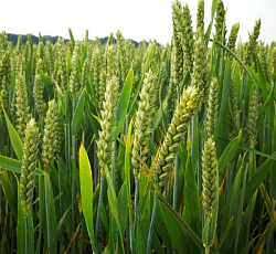 Пшеница озимая Лагуна (сидерат)