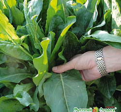 Щавель Русский размер