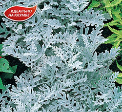 Цинерария Океаника