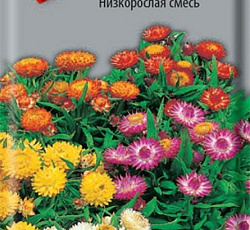 Гелихризум Низкорослая смесь