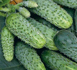 Огурец Могучая кучка F1