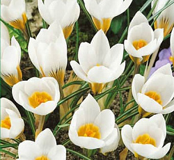 Крокус (ботанический) - Сноубантинг