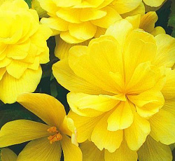 Бегония ампельная Маргарита F1