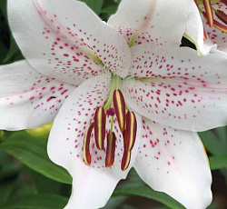 Лилия (восточная) - Экстраваганза