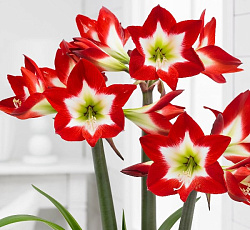 Амариллис (простой) - Тре Шик