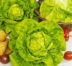 Салат Аттракцион (кочанный)