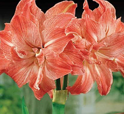 Амариллис (махровый) - Леди Джейн (Люкс)