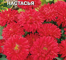 Астра Настасья (карликовая королевская)
