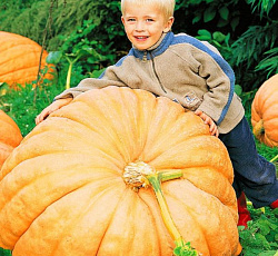 Тыква крупноплодная Атлант