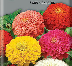 Цинния изящная Смесь окрасок