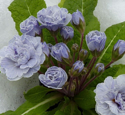 Примула (обыкновенная) - Винтаж (Люкс)