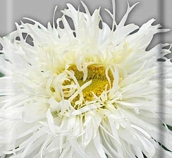 Ромашка (нивяник) Махровый