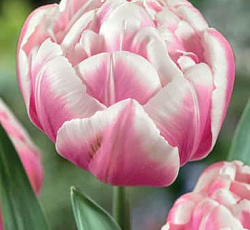 Тюльпан (Махровый ранний) - Мелроуз